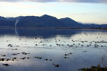 ヨシ原はいのちの揺りかご　西の湖での活動を紹介