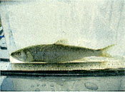 草津川上流で確認種増加