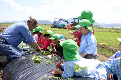 近所の保育園児を招待してサツマイモの苗植え体験