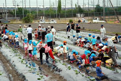 農遊フェスタのサツマイモ苗植え 愛荘町の保育園児100人