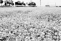 秋風に揺れる純白のじゅうたん ほか (2000年10月11日号)