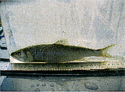 草津川上流で確認種増加