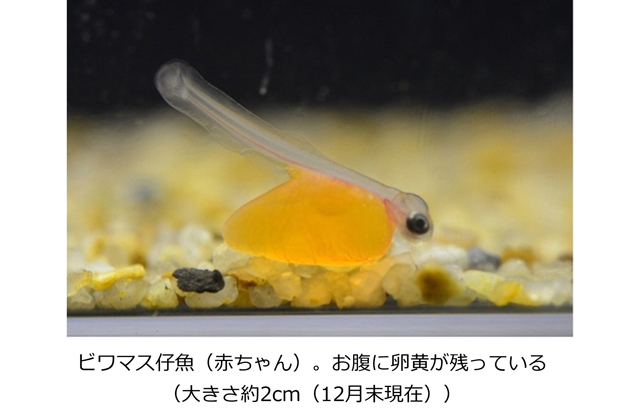 琵琶湖博物館 ビワマスの赤ちゃんトピック展示