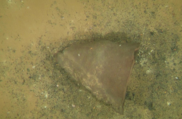 湖底に転がるほぼ完全な縄文土器を新確認