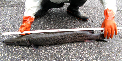 高島市今津町内の内湖で 外来魚アリゲーターガー捕獲