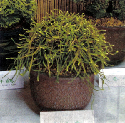 古典園芸植物 「いわひば」