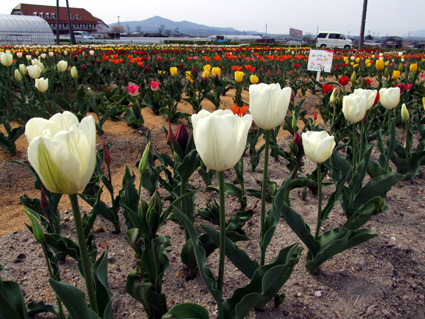 約１万６千本満開！チューリップまつり