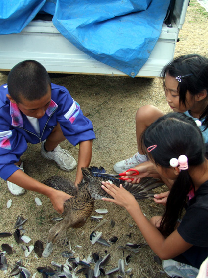 竜王小５年生が育てた！アイガモ９匹放鳥