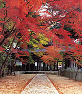 古刹と紅葉狩り 市探訪バスツアー