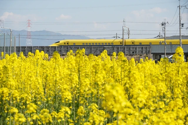 黄色の共演 五個荘の春の風物詩に