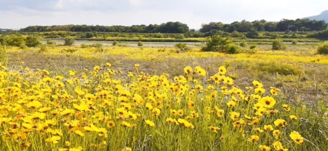 きれいだけど、日本の植生に脅威！特定外来生物　オオキンケイギク、初の駆除作戦