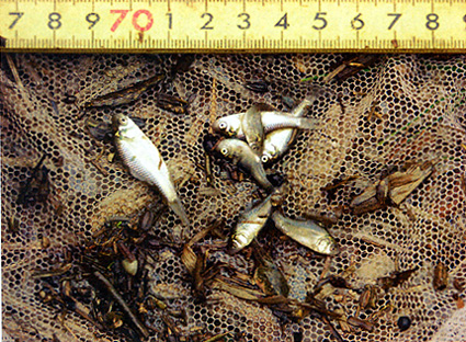 水田はニゴロブナの成長に有効