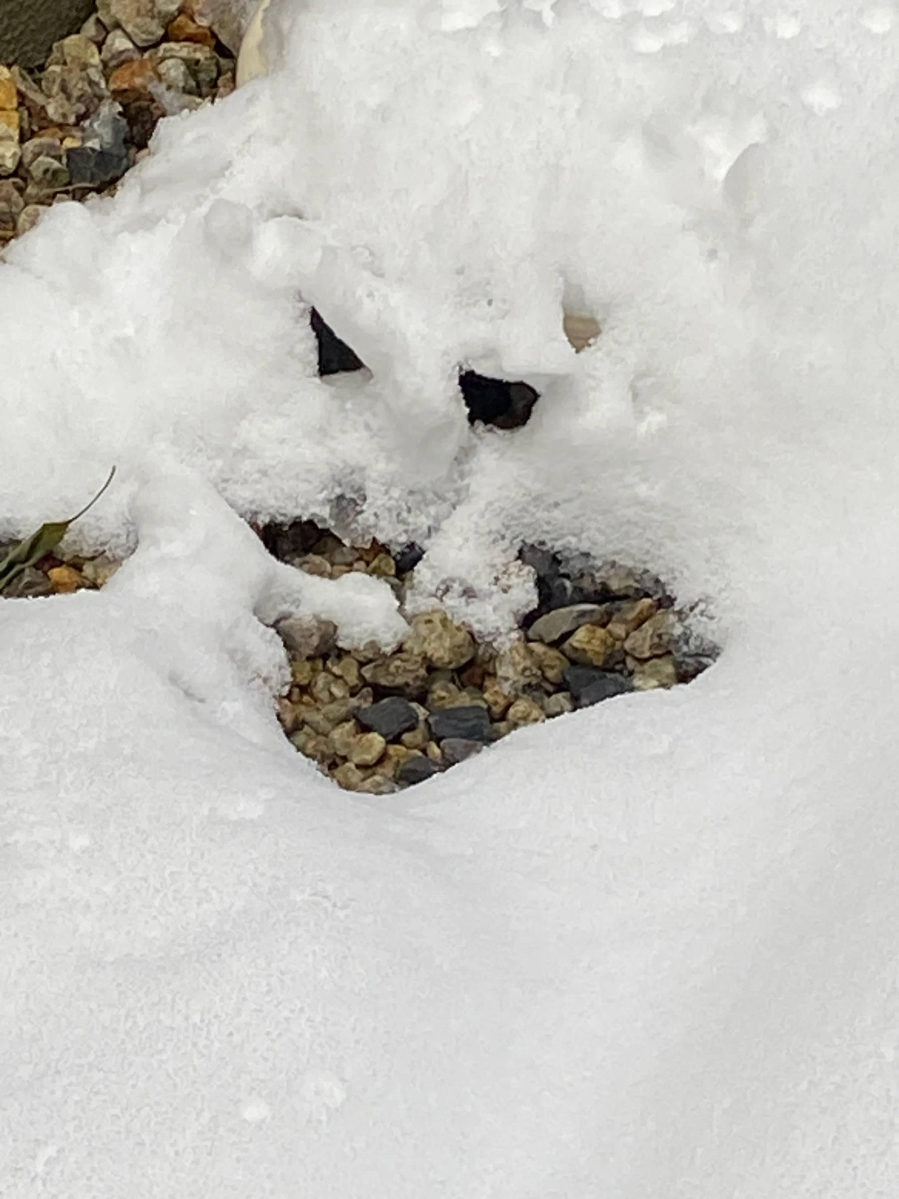 【寄稿　むくの木】村林保さん（佐野町）