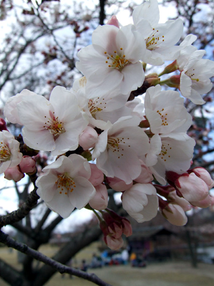 満開まであと少し