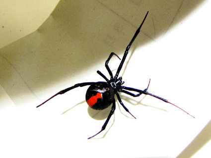 セアカゴケグモ大津市内で発見