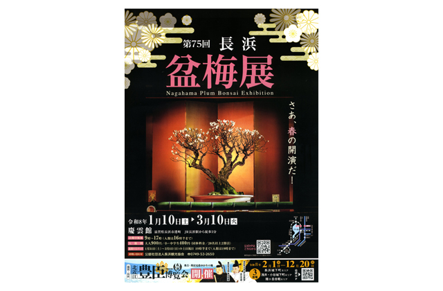 「長浜盆梅展」10日から