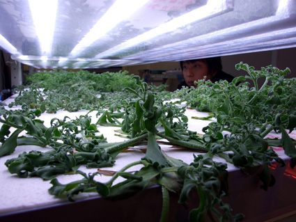 湖北発 グリーン・ニューディール