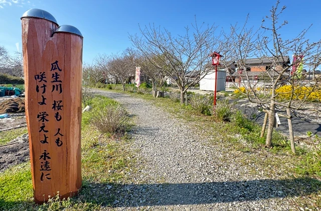 ぼんぼり灯る桜の花路　4月中旬に開花か