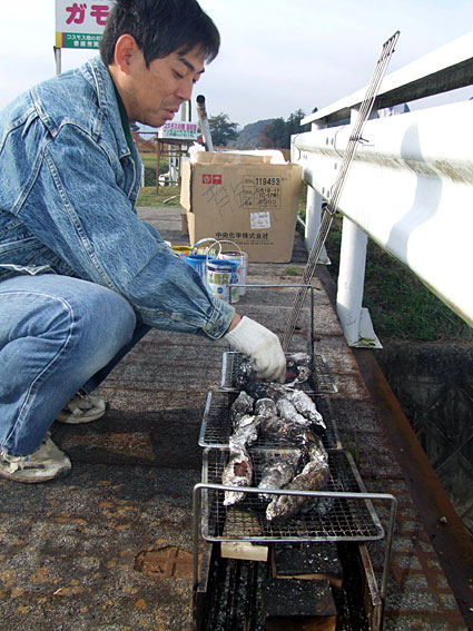 実り多きガモリンス　コスモスの種取り