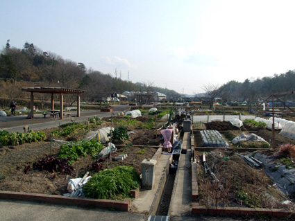 収穫の喜び味わいませんか？蒲生野いきいき農園利用者