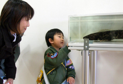 瓜生川のオオサンショウウオ 標本になって展示中