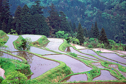 生命のゆりかご
