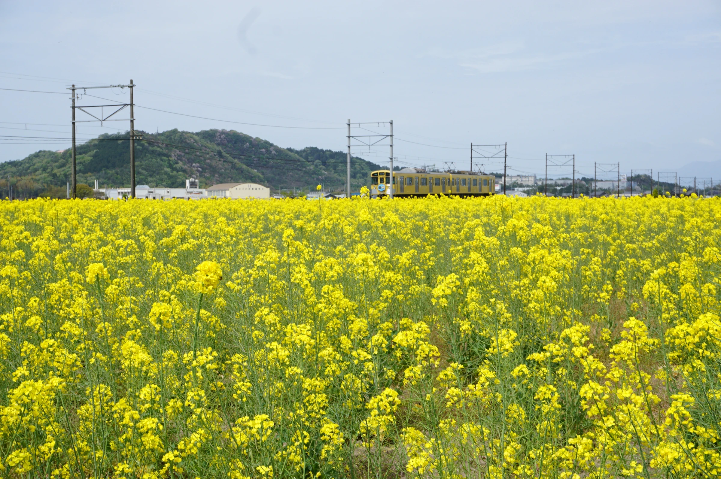 黄色の共演　行く春を惜しみける