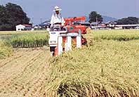 市町村合併に関する意向調査 ほか (2000年8月30日号)