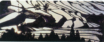 「棚田トラスト制度」スタート 保全活動のために県が寄付を募る