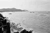 東近江各地で確認 ほか (2000年8月25日号)