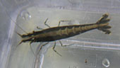 お魚調査隊が確認謎の“黒いカワエビ”増殖中