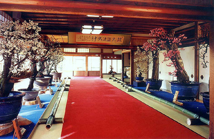 早春の風物詩「長浜盆梅展」