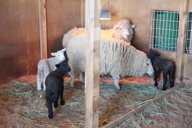農業公園ブルーメの丘 ヒツジの赤ちゃん誕生