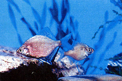 天然記念物「イタセンパラ」展示