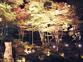 教林坊のライトアップ