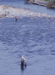 河川アユ友釣り いよいよ解禁！！