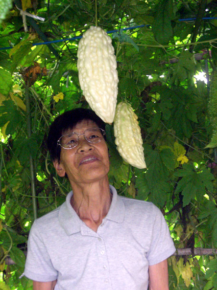 真っ白ゴーヤが出現！緑のカーテンに目立つ２本