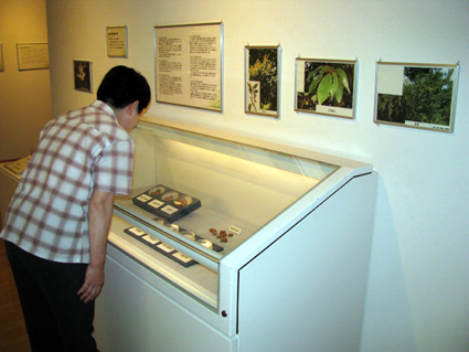 企画展 「東近江の鎮守の森」30日まで―能登川博物館で開催中