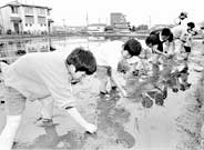 アイガモ農法で親子稲作体験教室 ほか (2000年5月19日号)