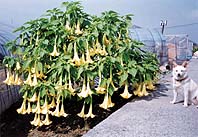 首都機能移転問題で民間研究会が提案 ほか (2000年10月20日号)