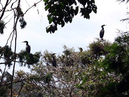 銃器駆除を再開 竹生島と伊崎半島のカワウ