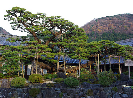 保護樹木10本追加指定 東近江環境保全審議会が答申