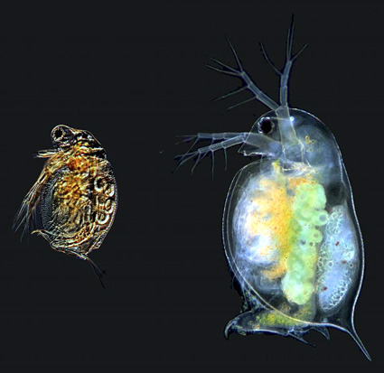 ニゴロブナ　水田の生き物に影響