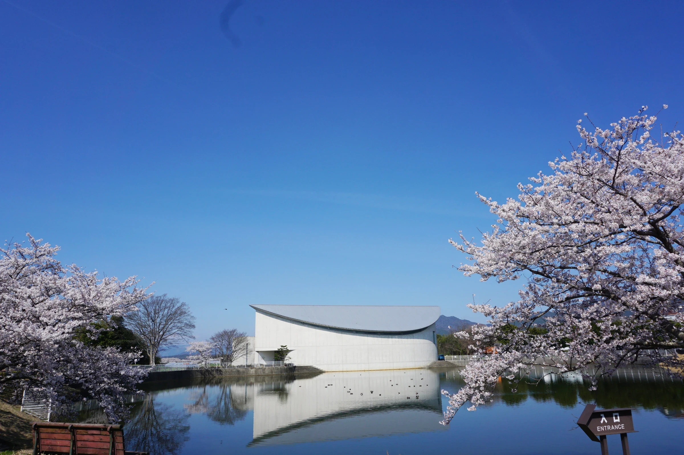 過ぎゆく季節　惜しむ桜