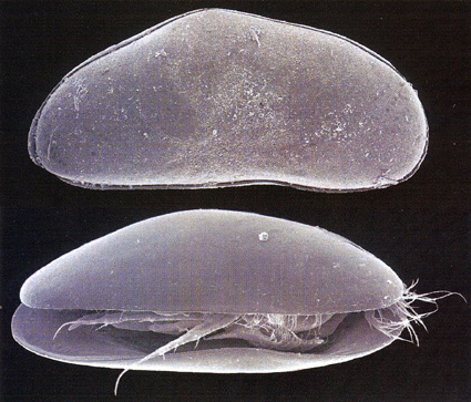 カイミジンコ11新種を発見！　古代湖“謎”解明の手がかり