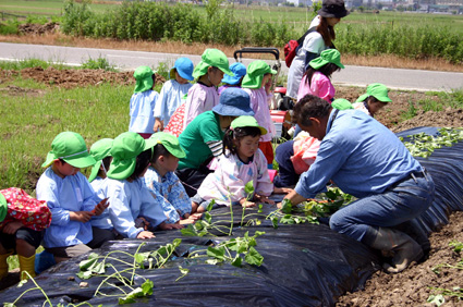 近所の保育園児を招待して サツマイモの苗植え体験