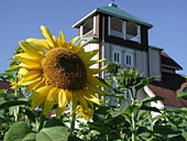 季節はずれのヒマワリ!?