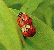 テントウムシ調査に参加しませんか