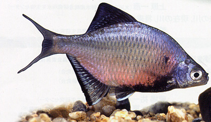 絶体絶命のイタセンパラを守ろう